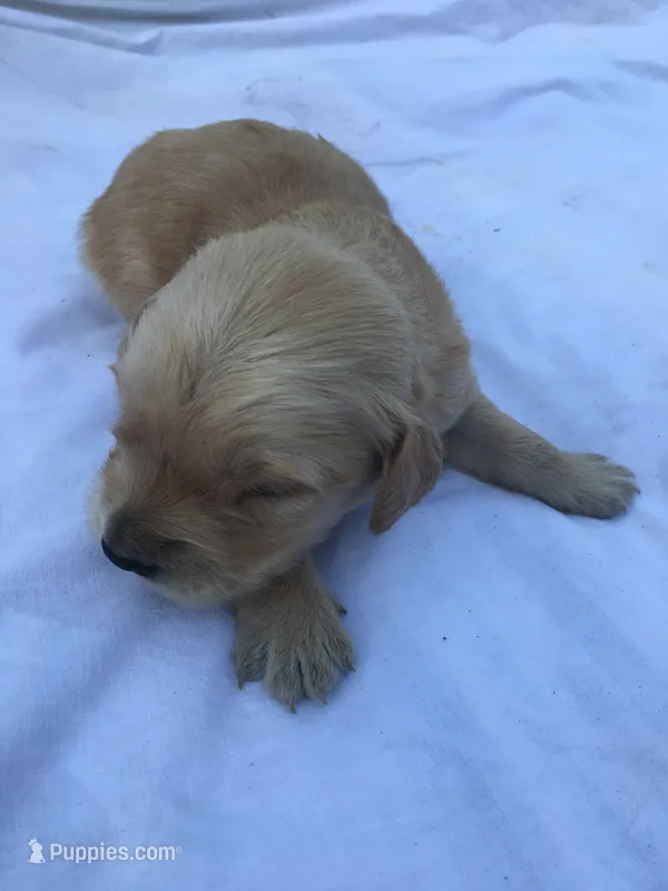 Sunbeam – Golden Retriever puppy for sale in Alberton, MT