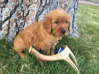Brownie, a male Golden Retriever for sale in Alberton, MT – 3 of 5
