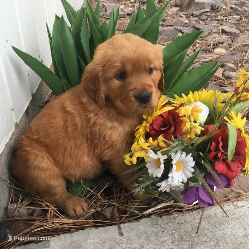 Molly – Golden Retriever puppy for sale in Alberton, MT