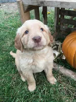Sunbeam, a male Golden Retriever for sale in Alberton, MT – 3 of 7