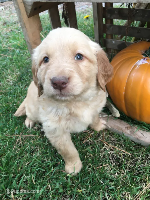 Sunshine – Golden Retriever puppy for sale in Alberton, MT