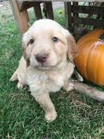Sunshine, a male Golden Retriever for sale in Alberton, MT – 1 of 7