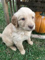 Sunbeam, a male Golden Retriever for sale in Alberton, MT – 2 of 7