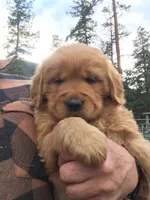Winchester, a male Golden Retriever for sale in Alberton, MT – 2 of 4