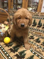 Remington, a male Golden Retriever for sale in Alberton, MT – Photo 4 of 5
