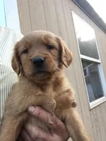 Remington, a male Golden Retriever for sale in Alberton, MT – Photo 3 of 5