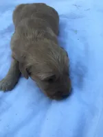 Chocolate, a male Golden Retriever for sale in Alberton, MT – 3 of 6