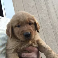 Max, a male Golden Retriever for sale in Alberton, MT – 2 of 6