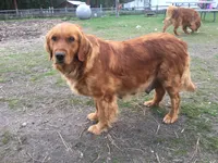 Molly, a  Golden Retriever for sale in Alberton, MT – 5 of 6