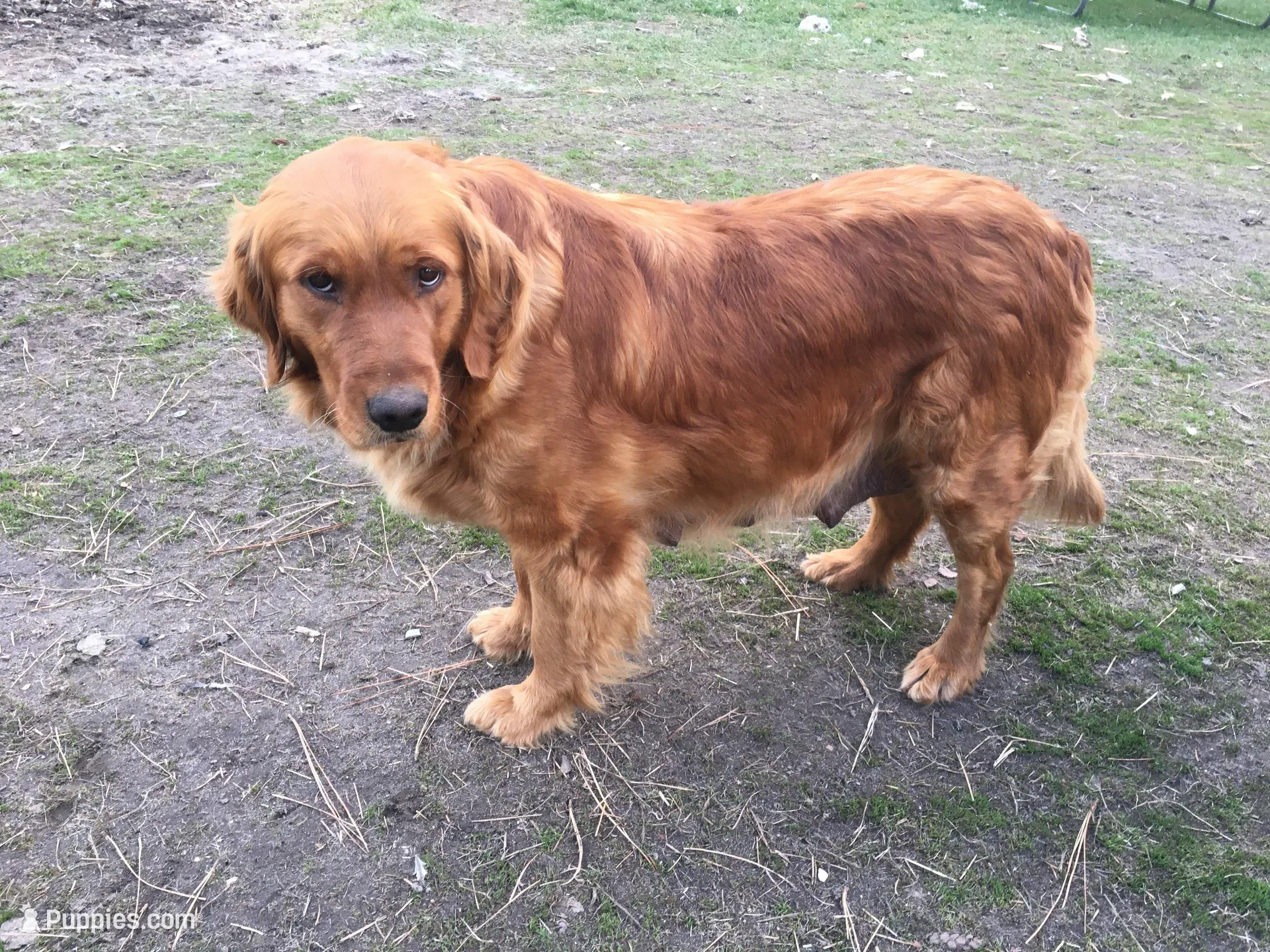 Antler, a male Golden Retriever for sale in Alberton, MT – 10 of 10