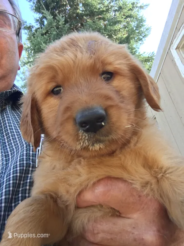 Brownie – Golden Retriever puppy for sale in Alberton, MT