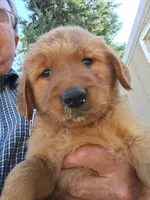 Brownie, a male Golden Retriever for sale in Alberton, MT – 1 of 5