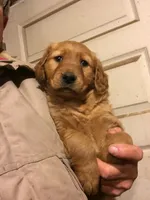 Chocolate, a male Golden Retriever for sale in Alberton, MT – 2 of 6