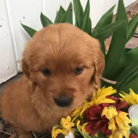 Molly, a  Golden Retriever for sale in Alberton, MT – 2 of 6