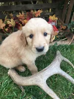 Sunbeam, a male Golden Retriever for sale in Alberton, MT – 5 of 7
