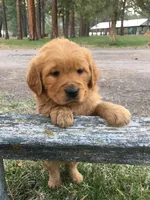 Max, a male Golden Retriever for sale in Alberton, MT – 4 of 6