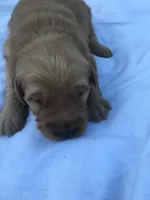 Coco, a male Golden Retriever for sale in Alberton, MT – 3 of 8