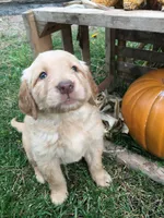 Snowflake, a female Golden Retriever for sale in Alberton, MT – 2 of 6