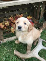 Sunshine, a male Golden Retriever for sale in Alberton, MT – 4 of 7