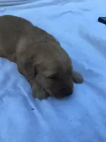 Chocolate, a male Golden Retriever for sale in Alberton, MT – 6 of 6