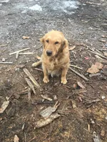 Max, a male Golden Retriever for sale in Alberton, MT – 5 of 6