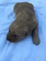 Chocolate, a male Golden Retriever for sale in Alberton, MT – 4 of 6