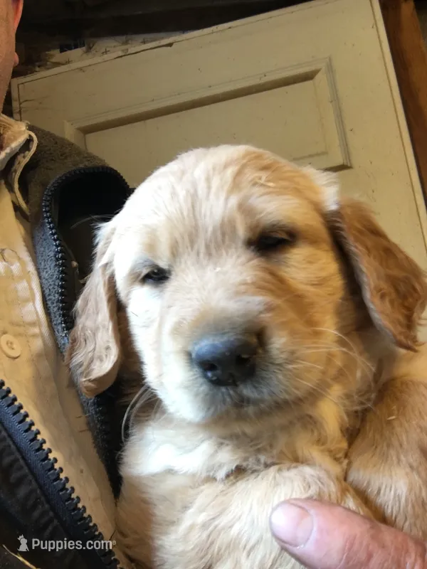 Snowflake – Golden Retriever puppy for sale in Alberton, MT