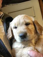 Snowflake, a female Golden Retriever for sale in Alberton, MT – 1 of 6