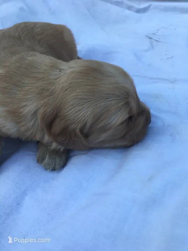 Sunflower – Golden Retriever puppy for sale in Alberton, MT