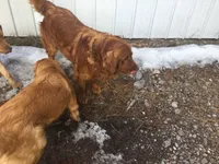 Sunflower, a female Golden Retriever for sale in Alberton, MT – 6 of 7