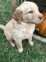 Sunshine, a male Golden Retriever for sale in Alberton, MT – 3 of 7