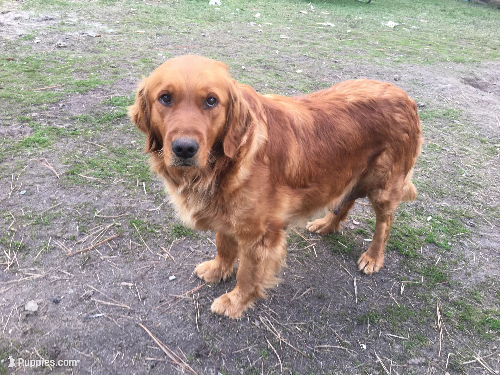 Molly, a female Golden Retriever for sale in Alberton, MT – Photo 9 of 9