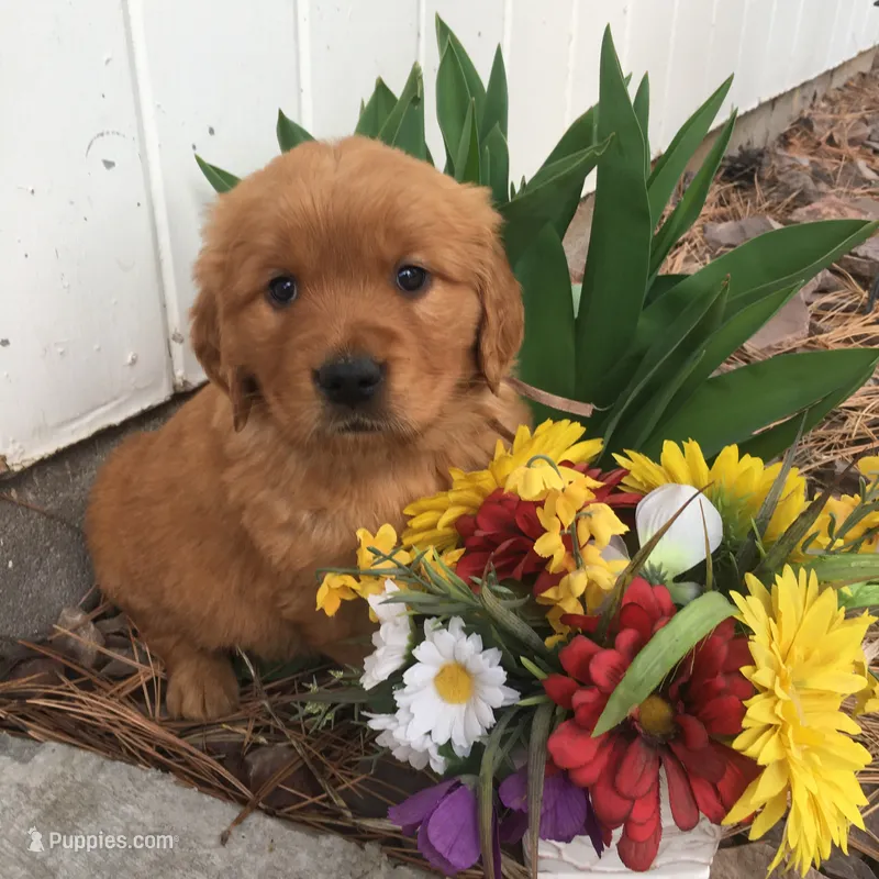 Molly – Golden Retriever puppy for sale in Alberton, MT