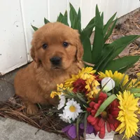 Molly, a  Golden Retriever for sale in Alberton, MT – 1 of 6