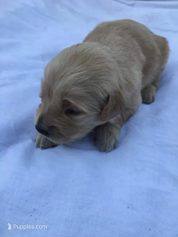 Snowflake – Golden Retriever puppy for sale in Alberton, MT