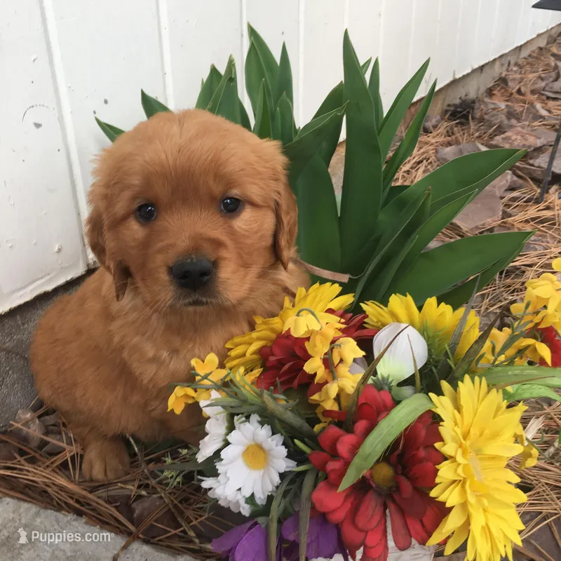 Molly – Golden Retriever puppy for sale in Alberton, MT