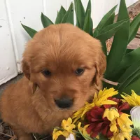 Molly, a female Golden Retriever for sale in Alberton, MT – Photo 4 of 9