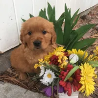 Molly, a female Golden Retriever for sale in Alberton, MT – Photo 7 of 9