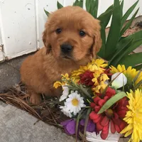 Molly, a female Golden Retriever for sale in Alberton, MT – Photo 2 of 9