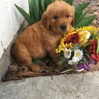 Molly, a female Golden Retriever for sale in Alberton, MT – Photo 6 of 9