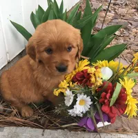 Molly, a female Golden Retriever for sale in Alberton, MT – Photo 3 of 9
