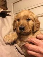 Molly, a  Golden Retriever for sale in Alberton, MT – Photo 2 of 4