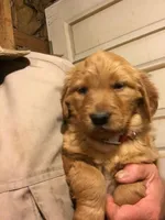 Molly, a  Golden Retriever for sale in Alberton, MT – Photo 3 of 4