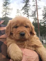 Ruger, a  Golden Retriever for sale in Alberton, MT – 2 of 4