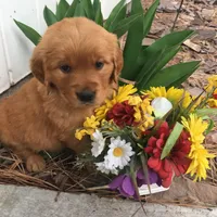 Molly, a  Golden Retriever for sale in Alberton, MT – 3 of 6