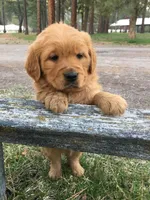 Cooper, a male Golden Retriever for sale in Alberton, MT – Photo 1 of 4