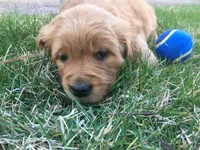 Cooper, a male Golden Retriever for sale in Alberton, MT – Photo 3 of 4