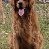 Cooper, a male Golden Retriever for sale in Alberton, MT – Photo 4 of 4