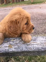 Cooper, a male Golden Retriever for sale in Alberton, MT – Photo 2 of 4