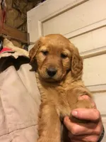 Cooper, a male Golden Retriever for sale in Alberton, MT – Photo 3 of 4
